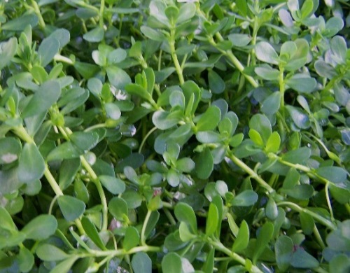 Bacopa Monnieri